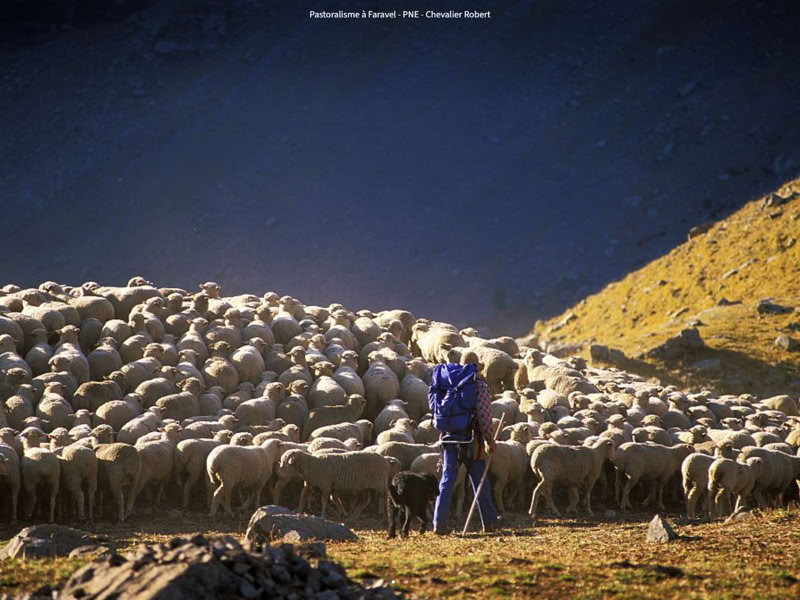 flora en fauna les ecrins