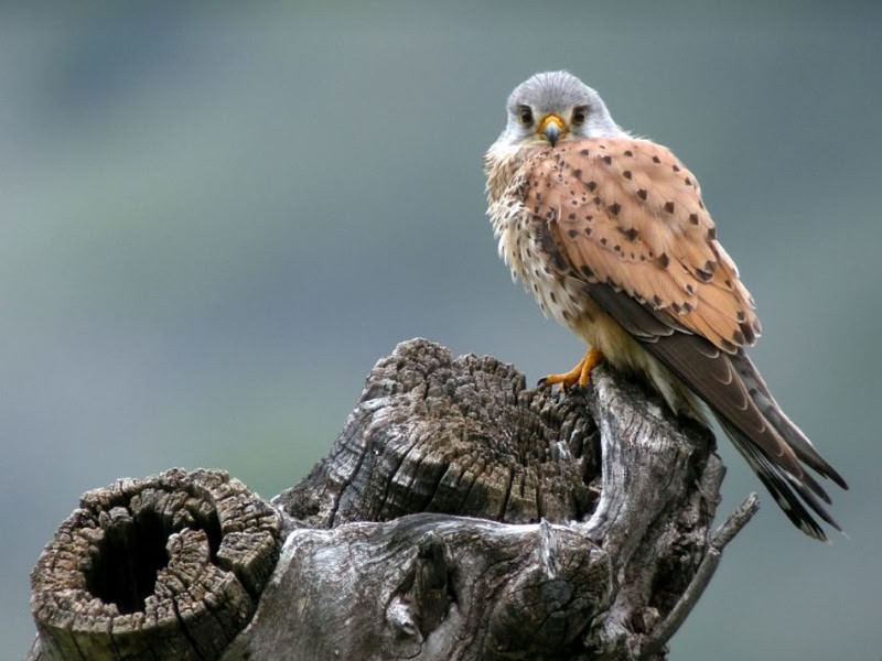 flora en fauna les ecrins